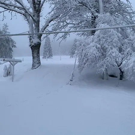 Willow Orman Evi Dublin