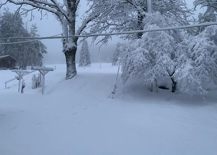 Willow Gerendaház Dublin