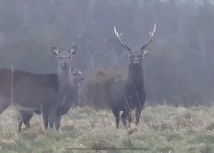 Gerendaház Willow *